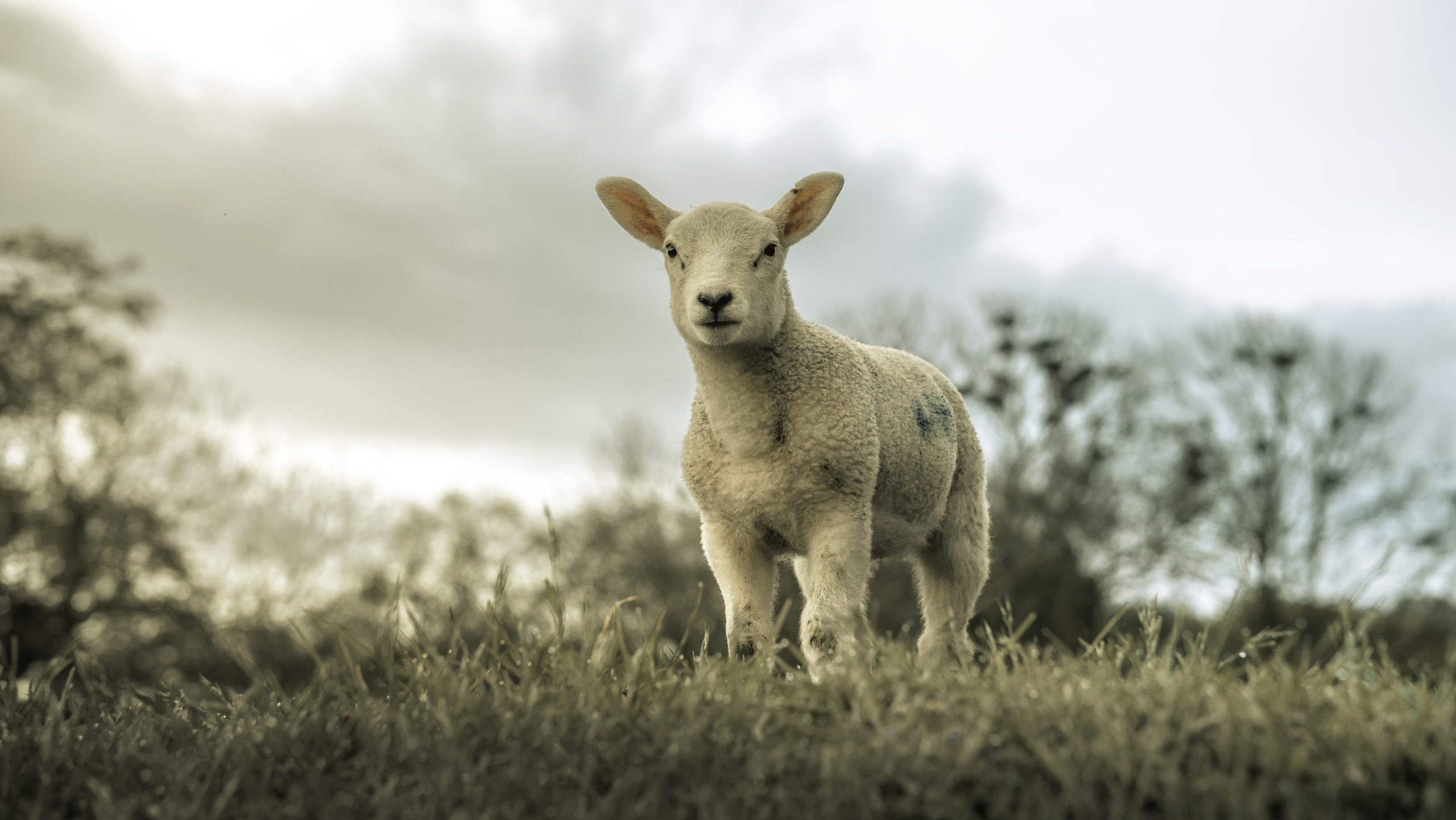 Bibelens første drap peker på Jesus